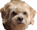 boi