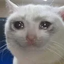 crying_cat
