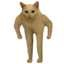 wokecat wokecat
