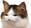 frowncat