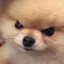 angry_toasted_marshmallow
