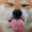 pupperL