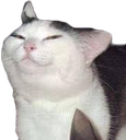 knifecat