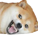 shibeangry