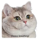 FatCat