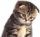 sadkitty2