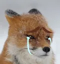 sadfox