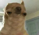 downydoggo