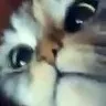wut