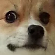 dogeface