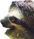 PogSloth