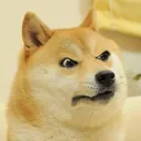 angrydoge