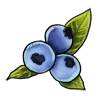 Blueberries