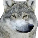 FormWolf