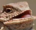 huehuehue