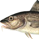 torsk1