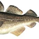 torsk2