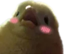 birbblush