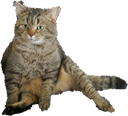 yusufkedi Discord emoji