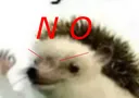 hahaNO