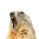 angrymarmot