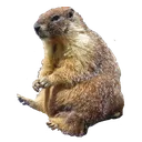 sadmarmot