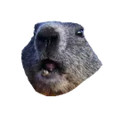 BamboozledMarmot BamboozledMarmot