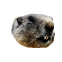 disgustedmarmot