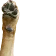 pupperWaveR