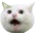 wowcat