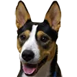 flmDog