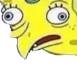 sponge