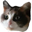 catto
