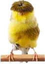 birb
