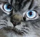 angeryMEOW