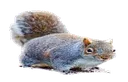 squorl
