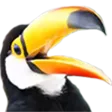 toucan