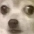 nervousdoggo nervousdoggo