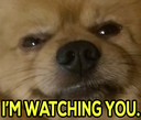DogWatching
