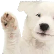 WaveBoozleWhite