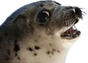 seal