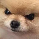 angerdoggo
