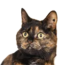 catwiggle