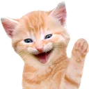 hai hai