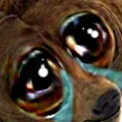 kumaCry