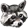 raccoon