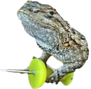 geckopecko geckopecko
