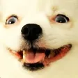 doodBenny
