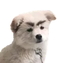 ANGERY ANGERY