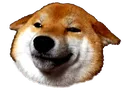 shibehead